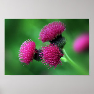 Thistle-Blume-Poster Poster