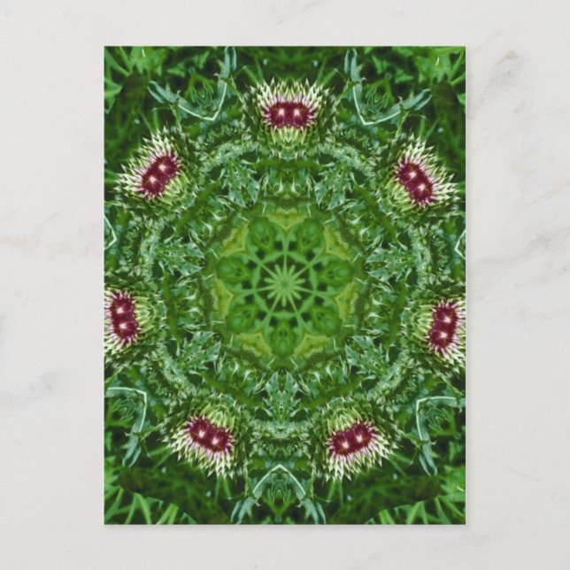 Thistle Buds Postkarte (Vorderseite)