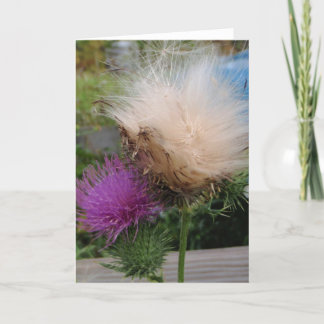Thistle Flower and Down Card Karte