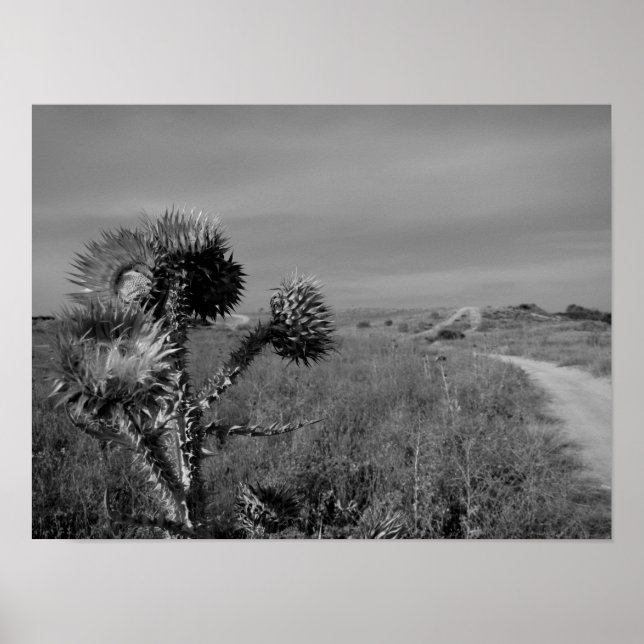 thistle in the summer of Madrid Poster (Vorne)