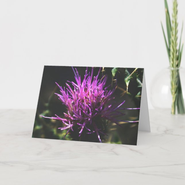 "Thistle Kiss" Karte (Vorderseite)