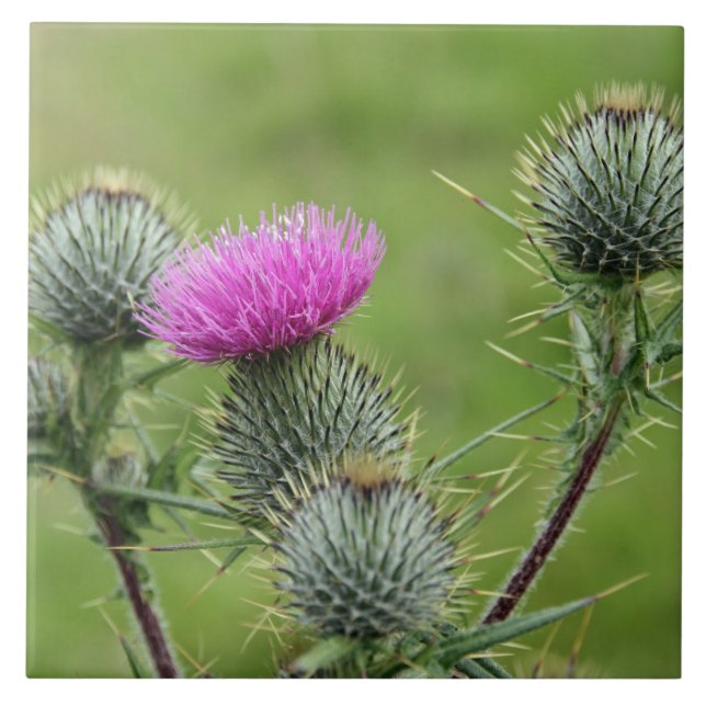 Thistle, nationale Blume Schottlands Fliese (Vorderseite)