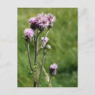 Thistle Postcard Postkarte