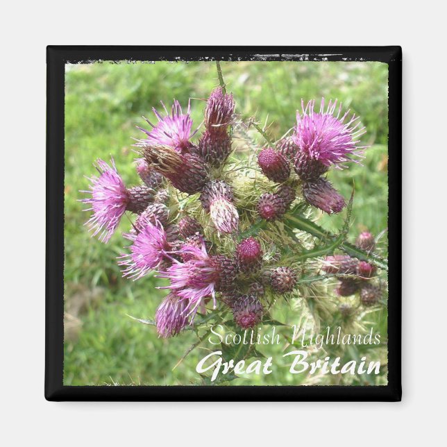 Thistle, Scottish Highlands, UK (Magnet) Magnet (Vorne)