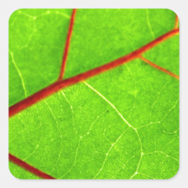 Thomas 1 quadratischer aufkleber