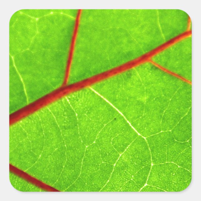 Thomas 1 quadratischer aufkleber (Vorderseite)