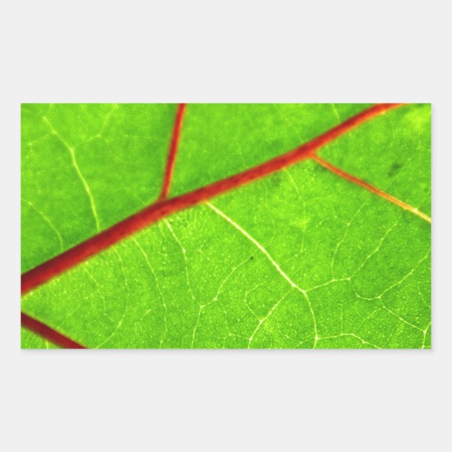 Thomas 1 rechteckiger aufkleber (Vorderseite)