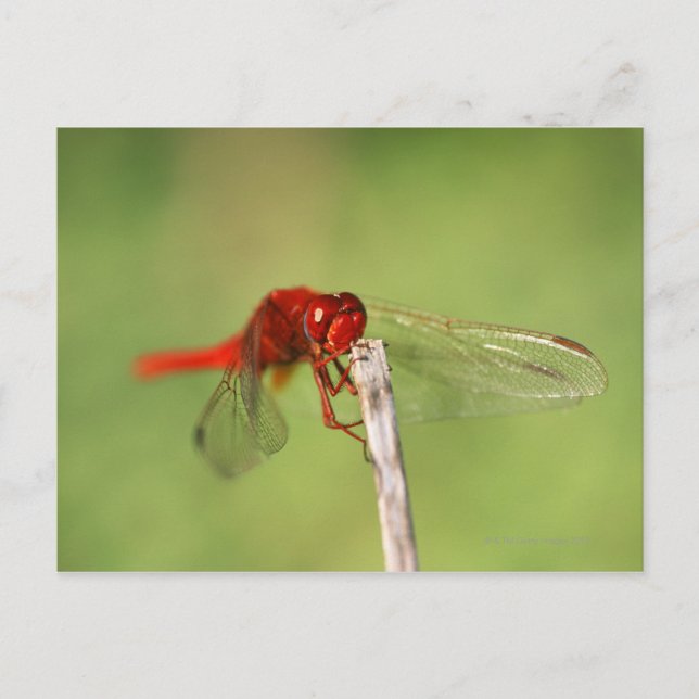 Thomas Baines Nature Reserve, Ostkap Postkarte (Vorderseite)