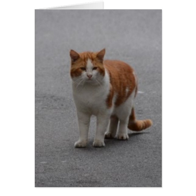 Thomas Ginger And White Cat (Vorne)