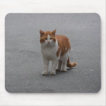 Thomas Ginger And White Cat