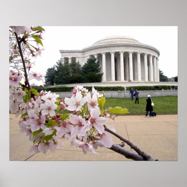 Thomas Jefferson Memorial mit Kirschblüten Poster (Vorne)