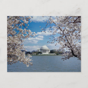 Thomas Jefferson Memorial with Cherry Blossoms Postkarte