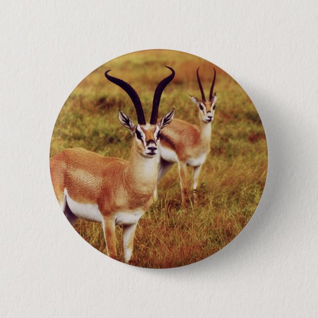 Thompsons Gazellensafariknöpfe u. -Abzeichen Button (Vorderseite)