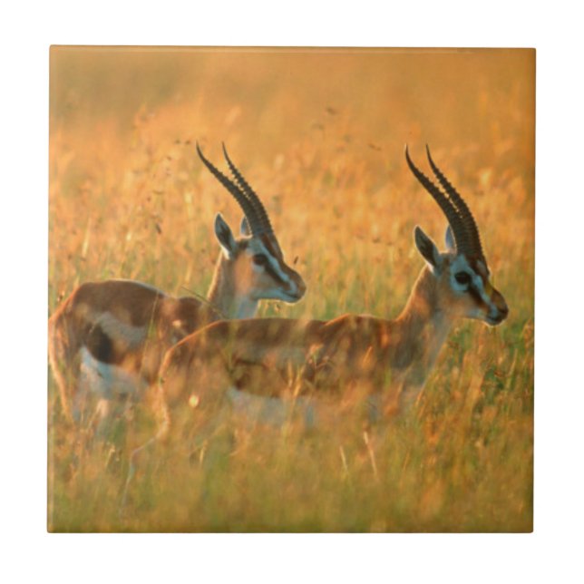 Thomson’s Gazelle (Gazella Thomsonii) At Dawn Fliese (Vorderseite)