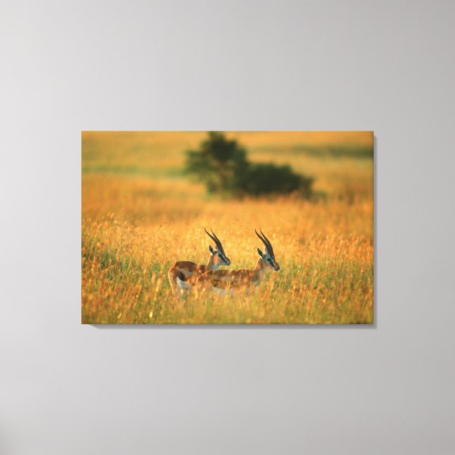 Thomson’s Gazelle (Gazella Thomsonii) At Dawn Leinwanddruck (Vorderseite)