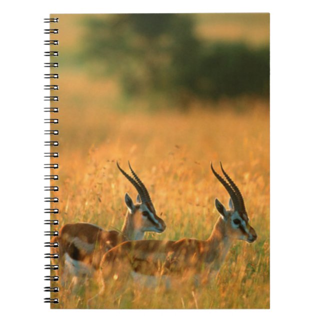 Thomson’s Gazelle (Gazella Thomsonii) At Dawn Notizblock (Vorderseite)