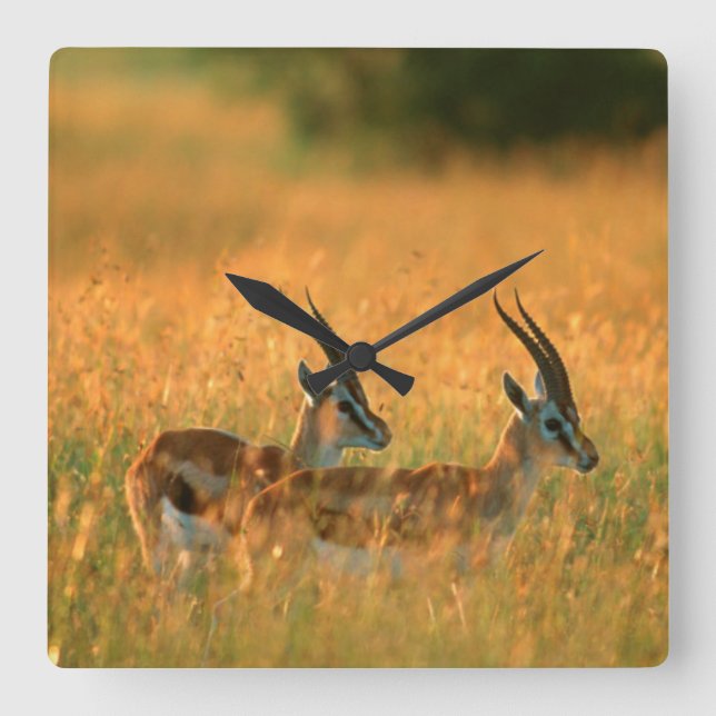 Thomson’s Gazelle (Gazella Thomsonii) At Dawn Quadratische Wanduhr (Vorderseite)