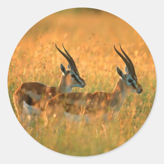 Thomson’s Gazelle (Gazella Thomsonii) At Dawn Runder Aufkleber (Vorderseite)