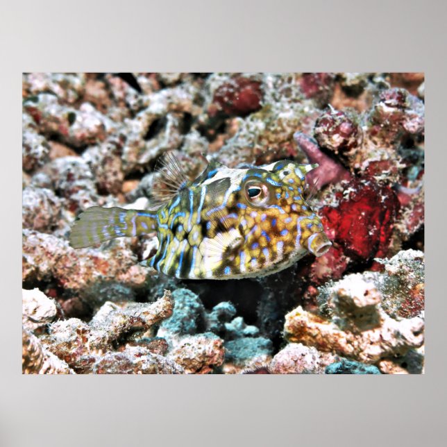 Thornback Cowfish Poster (Vorne)