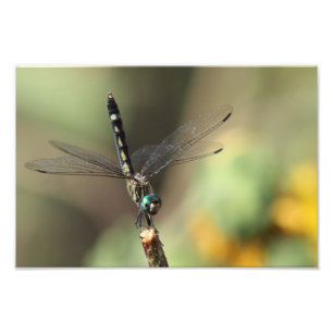 Thornbush Dasher Libelle, unscharfe Sonnenblumen Fotodruck
