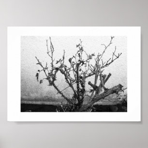 Thorns bleiben Schwarz-Weiß-Fotografie Poster
