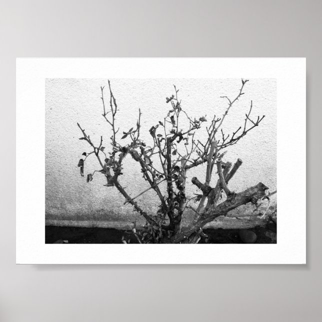Thorns bleiben Schwarz-Weiß-Fotografie Poster (Vorne)