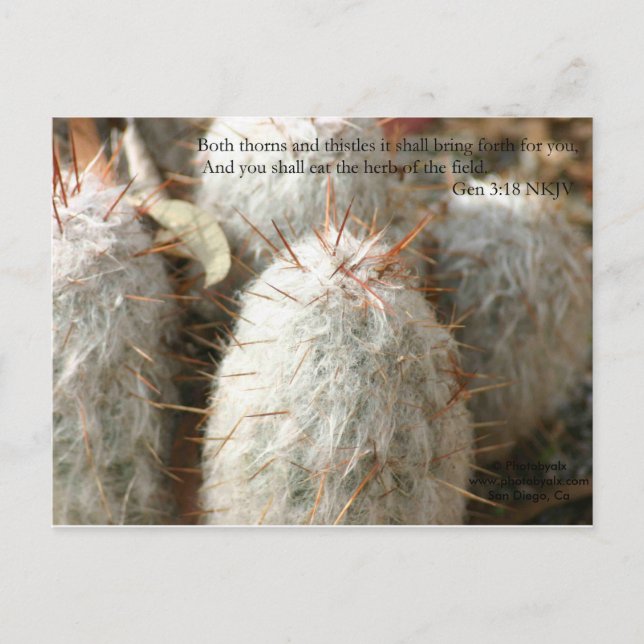 Thorns Postkarte (Vorderseite)