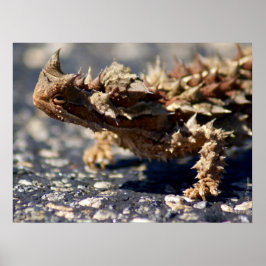 Thorny Devil Lizard Outback Australien, bis zu 24x Poster