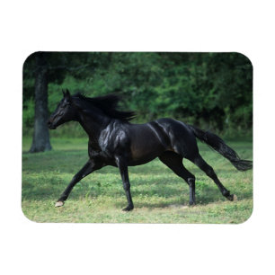 Thoroughbred-Betrieb Magnet