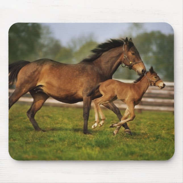 Thoroughbred Chestnut Mare & Foal Mousepad (Vorne)