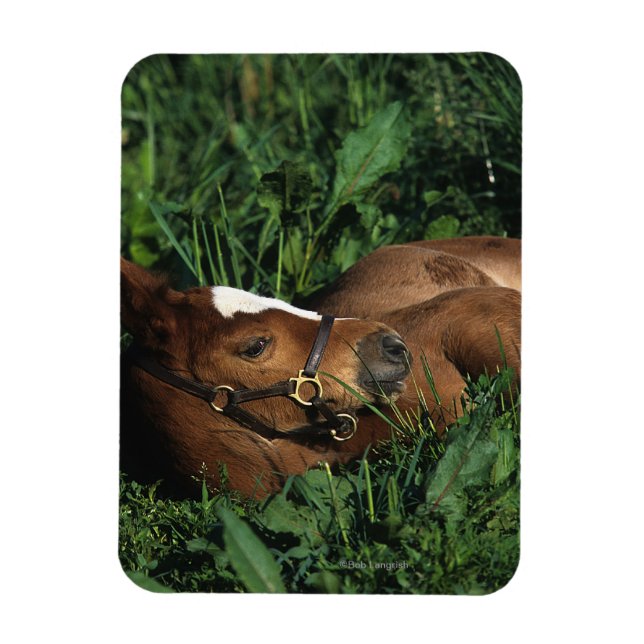 Thoroughbred Foal Lying Down Magnet (Vertikal)