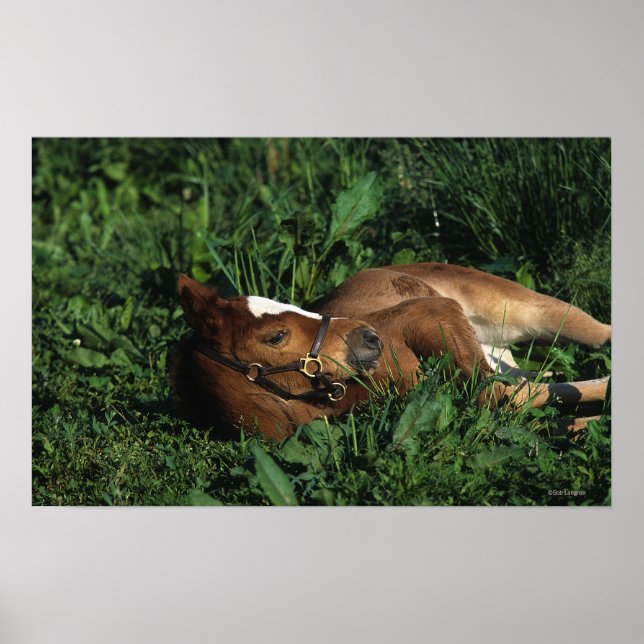 Thoroughbred Foal Lying Down Poster (Vorne)