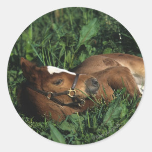Thoroughbred-Fohlen, das sich hinlegt Runder Aufkleber