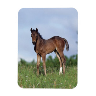 Thoroughbred-Fohlen stehend im Gras Magnet