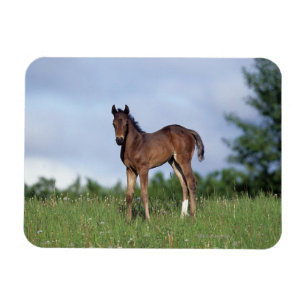 Thoroughbred-Fohlen stehend im Gras Magnet
