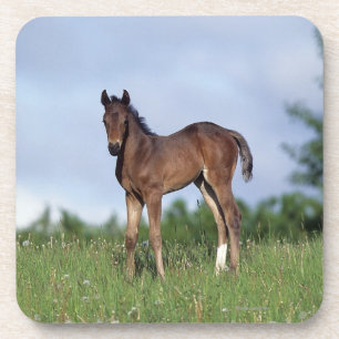 Thoroughbred-Fohlen stehend im Gras Untersetzer