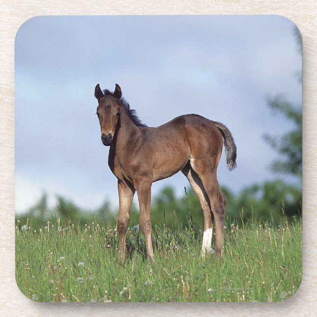 Thoroughbred-Fohlen stehend im Gras Untersetzer (Vorderseite)