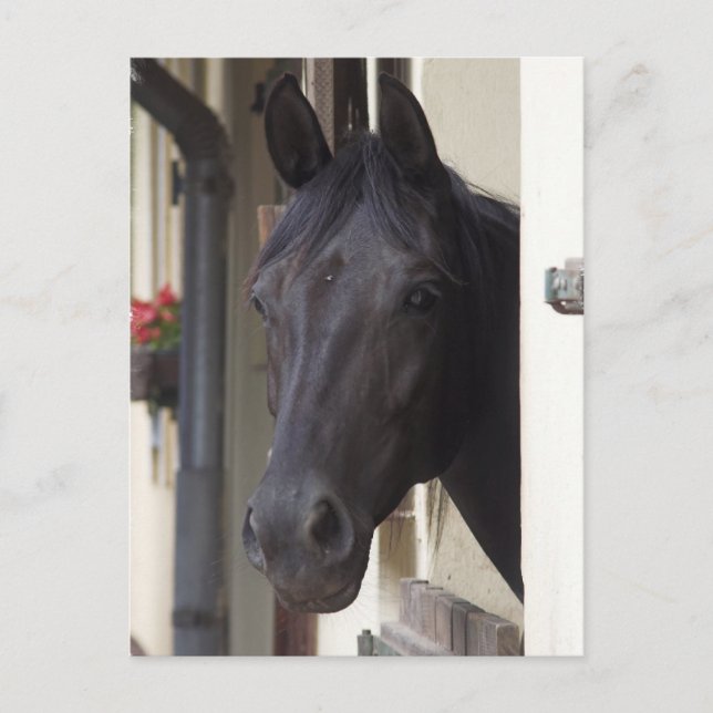 Thoroughbred Friesian Cross Postcard Postkarte (Vorderseite)