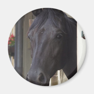 Thoroughbred-friesischer Quermagnet Magnet