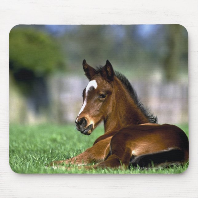 Thoroughbred Horse, Irland Mousepad (Vorne)