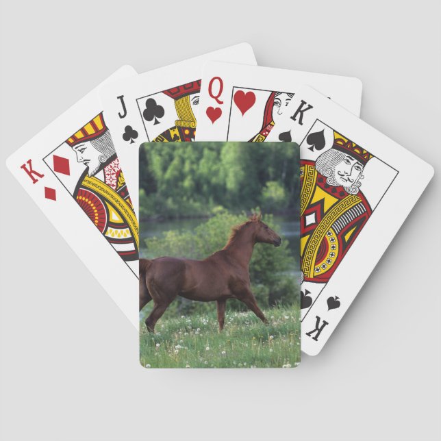 Thoroughbred Horse Standing in Flowers Spielkarten (Rückseite)