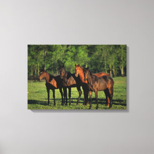 Thoroughbred-Jährlinge Leinwanddruck