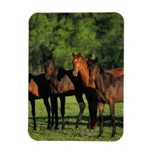 Thoroughbred-Jährlinge Magnet