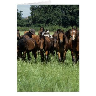 Thoroughbred-Knaben