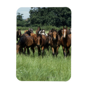 Thoroughbred-Knaben Magnet