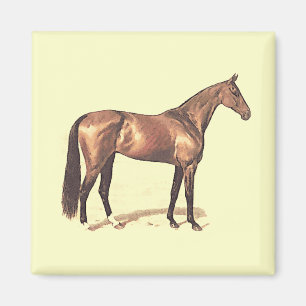 Thoroughbred Magnet