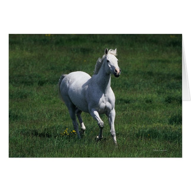 Thoroughbred Mare (Vorderseite (Horizontal))