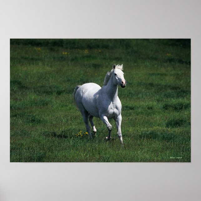 Thoroughbred Mare Poster (Vorne)