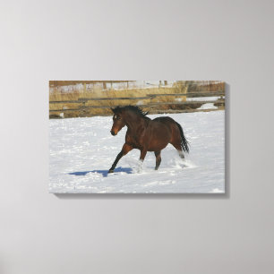 Thoroughbred-Pferd, das in den Schnee läuft Leinwanddruck