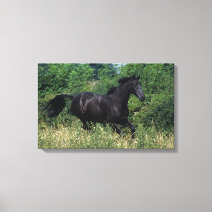 Thoroughbred-Pferd, das in Gras läuft Leinwanddruck